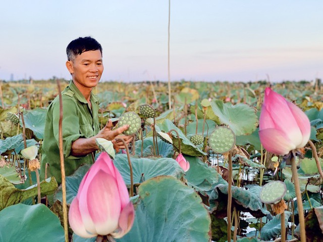 Biến đồng hoang thành đầm sen, nông dân thu hàng chục triệu mỗi vụ - Ảnh 16.