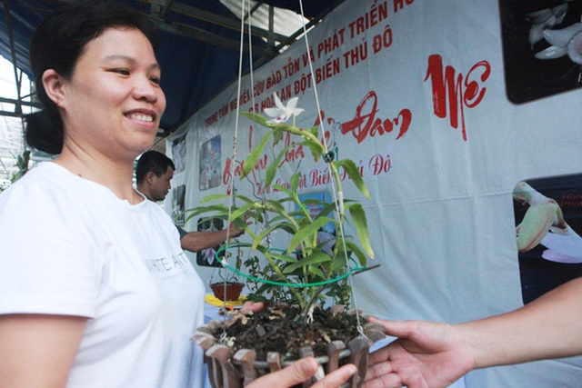 Đại gia Hà Nội chi mạnh 5 tỷ đồng mua giò lan đột biến nhìn như... ngọn rau muống - Ảnh 3.