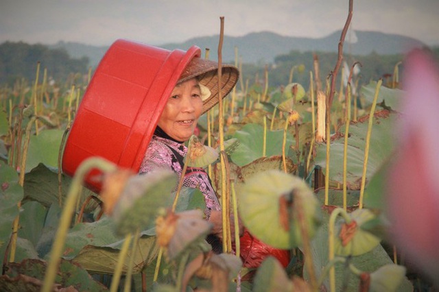 Biến đồng hoang thành đầm sen, nông dân thu hàng chục triệu mỗi vụ - Ảnh 10.