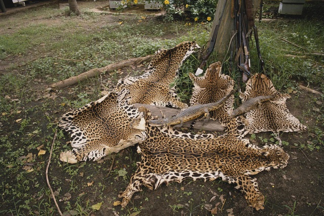 Đầu tư của TQ: Kẽ hở khiến động vật hoang dã bị săn lùng từ châu Phi đến Nam Mỹ - Ảnh 2.