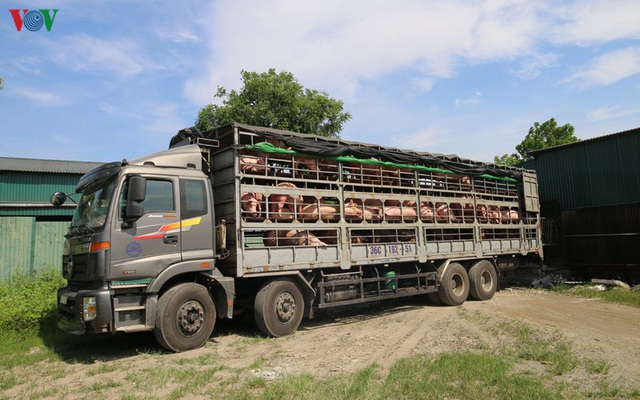 Chợ lợn lớn nhất miền Bắc đìu hiu, ế ẩm - Ảnh 4.