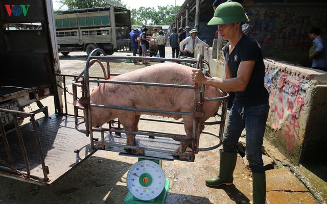 Chợ lợn lớn nhất miền Bắc đìu hiu, ế ẩm - Ảnh 10.