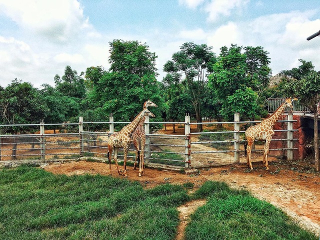 3 vườn thú safari ở Việt Nam: Tận mắt chiêm ngưỡng thế giới hoang dã với giá cực phải chăng, phù hợp với các gia đình có con nhỏ  - Ảnh 1.