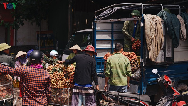 Vải thiều Lục Ngạn bắt đầu vào chính vụ - Ảnh 4.