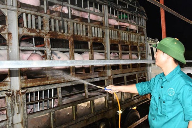 Dự kiến nhập khẩu 1,9 triệu heo thịt Thái Lan - Ảnh 1.