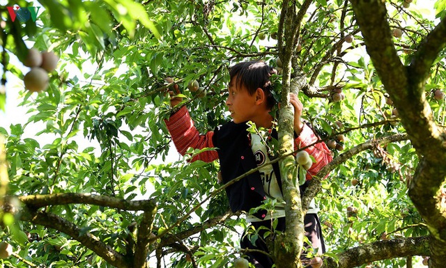 Mận Mộc Châu vào mùa, nông dân kiếm tiền triệu mỗi ngày - Ảnh 12.