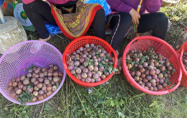 Mận Mộc Châu vào mùa, nông dân kiếm tiền triệu mỗi ngày - Ảnh 15.