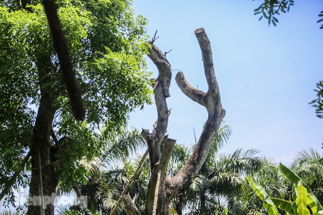Cận cảnh hàng cây cổ thụ ở Kim Mã chết mòn sau 4 năm đánh chuyển - Ảnh 4.