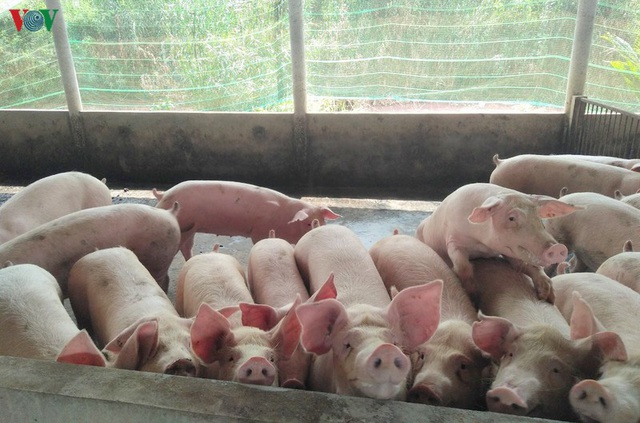 Lợn sống nhập khẩu từ Thái Lan về Việt Nam: Từng bước hiện thực hóa việc bình ổn giá lợn trên thị trường - Ảnh 2.