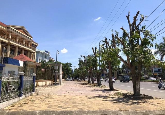  Hàng loạt cây xanh ở thành phố Vinh bị cắt trụi trong nắng nóng đỉnh điểm - Ảnh 2.