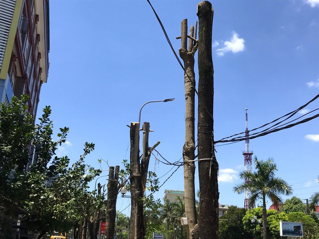  Hàng loạt cây xanh ở thành phố Vinh bị cắt trụi trong nắng nóng đỉnh điểm - Ảnh 11.