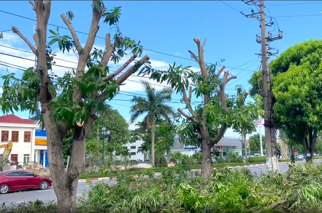  Hàng loạt cây xanh ở thành phố Vinh bị cắt trụi trong nắng nóng đỉnh điểm - Ảnh 3.