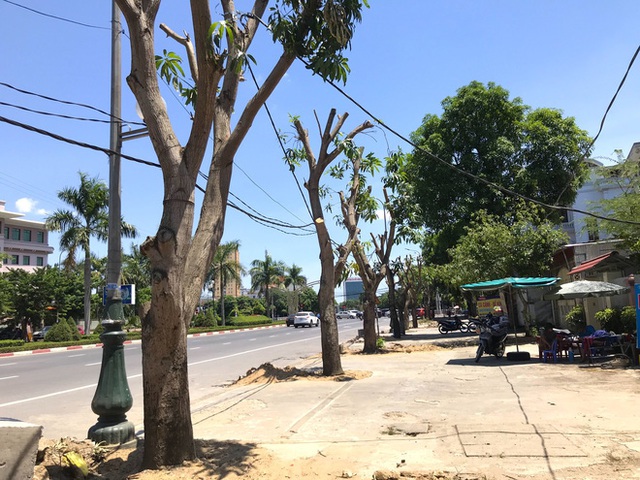  Hàng loạt cây xanh ở thành phố Vinh bị cắt trụi trong nắng nóng đỉnh điểm - Ảnh 6.