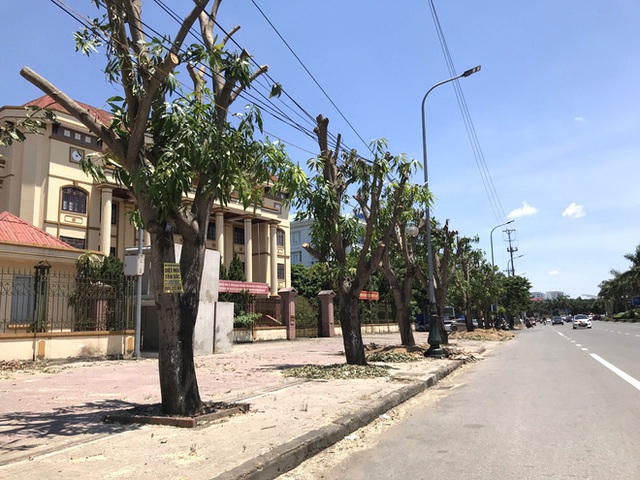  Hàng loạt cây xanh ở thành phố Vinh bị cắt trụi trong nắng nóng đỉnh điểm - Ảnh 8.