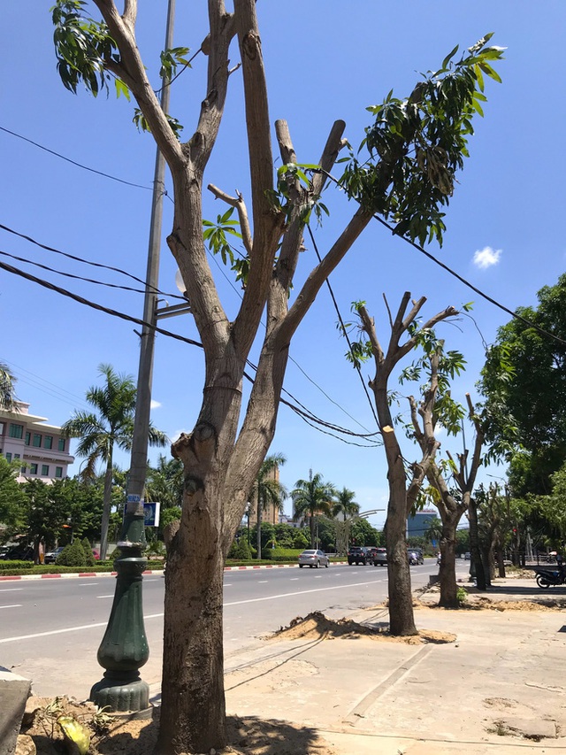  Hàng loạt cây xanh ở thành phố Vinh bị cắt trụi trong nắng nóng đỉnh điểm - Ảnh 9.