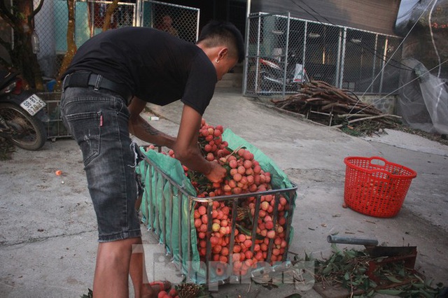 Vải thiều vào chính vụ, nông dân thu hoạch thâu đêm - Ảnh 6.