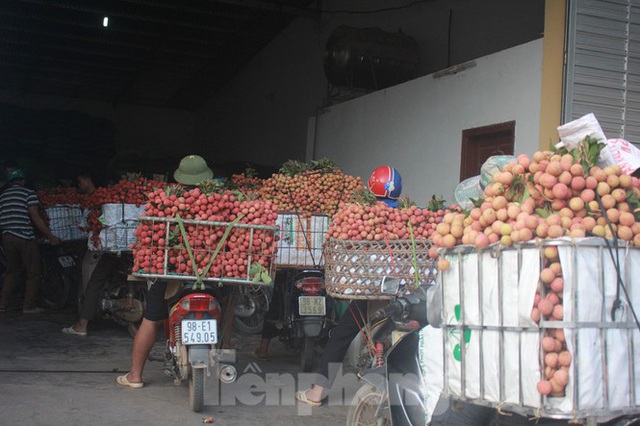 Vải thiều vào chính vụ, nông dân thu hoạch thâu đêm - Ảnh 8.