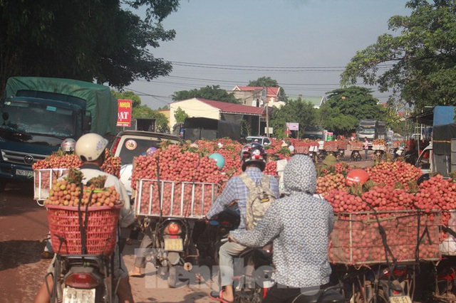 Vải thiều vào chính vụ, nông dân thu hoạch thâu đêm - Ảnh 9.