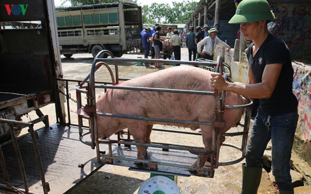 Thực hư chuyện lợn sống nhập khẩu từ Thái Lan về Việt Nam có chất cấm - Ảnh 1.