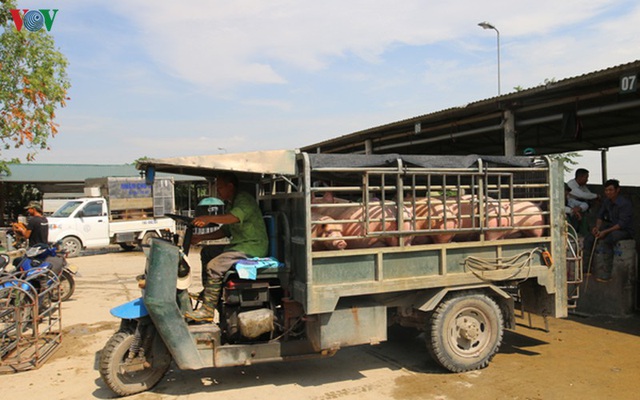 Thực hư chuyện lợn sống nhập khẩu từ Thái Lan về Việt Nam có chất cấm - Ảnh 2.