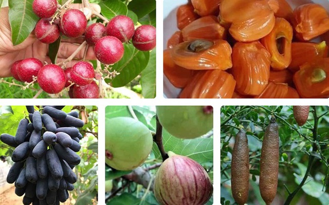 Những giống cây ăn quả siêu năng suất khiến nông dân “phát sốt“ - Ảnh 1.