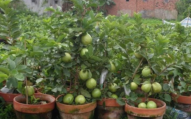 Những giống cây ăn quả siêu năng suất khiến nông dân “phát sốt“ - Ảnh 11.
