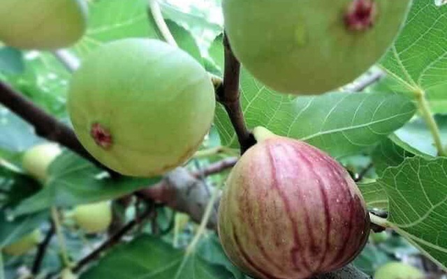 Những giống cây ăn quả siêu năng suất khiến nông dân “phát sốt“ - Ảnh 14.