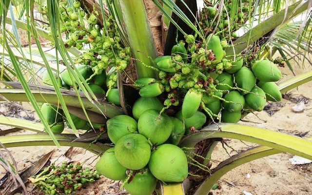 Những giống cây ăn quả siêu năng suất khiến nông dân “phát sốt“ - Ảnh 17.
