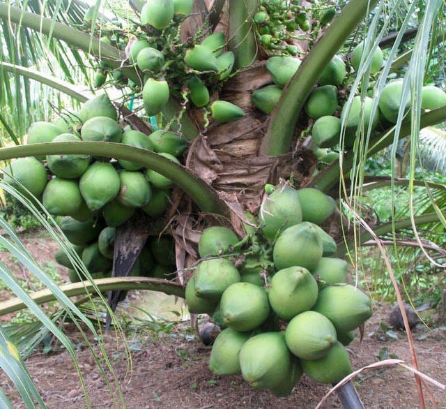Những giống cây ăn quả siêu năng suất khiến nông dân “phát sốt“ - Ảnh 18.