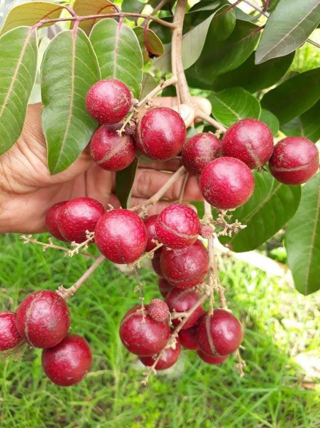 Những giống cây ăn quả siêu năng suất khiến nông dân “phát sốt“ - Ảnh 5.