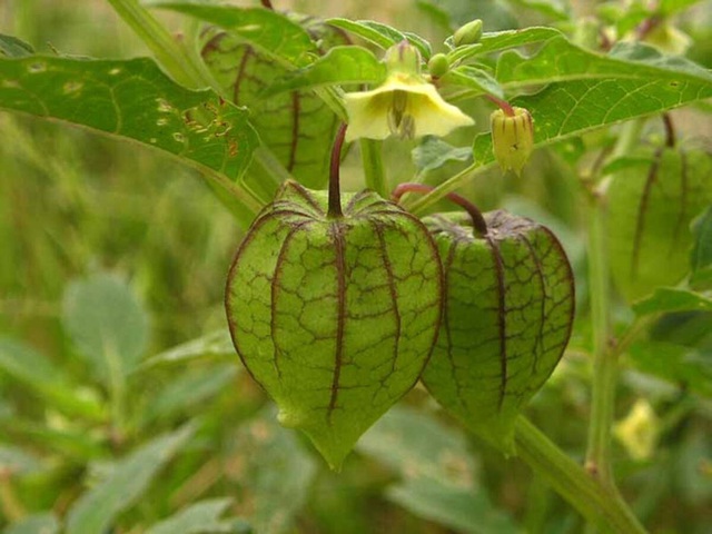 Đây là loại quả mà người Việt chỉ coi là cỏ dại, sang Nhật được tôn như thảo dược quý chữa đủ thứ bệnh, bán giá 700k/kg vẫn cháy hàng - Ảnh 6.