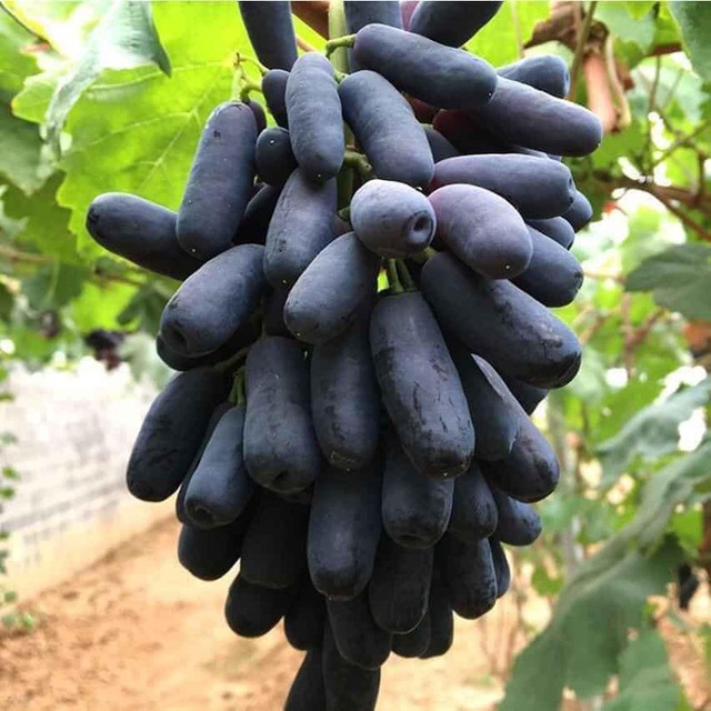 Những giống cây ăn quả siêu năng suất khiến nông dân “phát sốt“ - Ảnh 7.