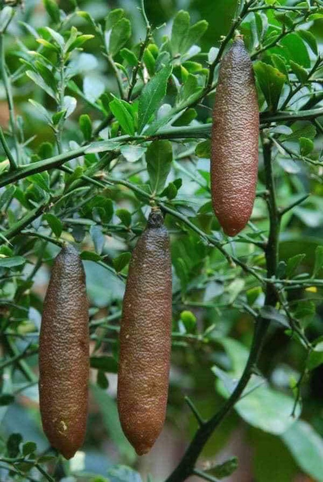 Những giống cây ăn quả siêu năng suất khiến nông dân “phát sốt“ - Ảnh 9.