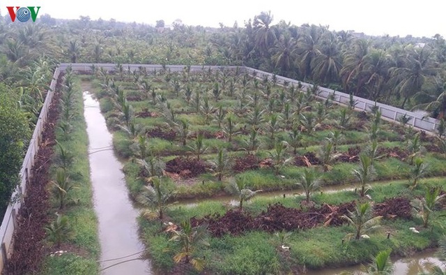 Nhà vườn ĐBSCL đổ xô trồng mít Thái, lo cung vượt quá cầu - Ảnh 3.