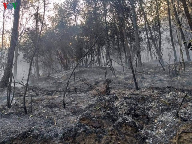 Những cánh rừng thông “chết đứng” sau những trận cháy kinh hoàng - Ảnh 3.