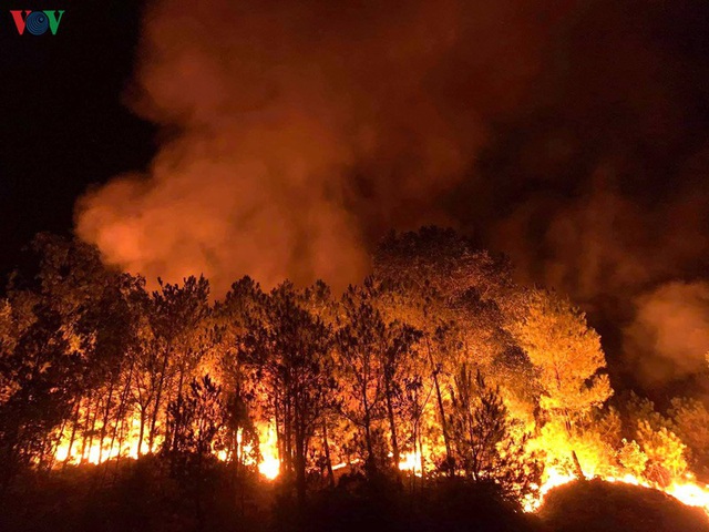 Những cánh rừng thông “chết đứng” sau những trận cháy kinh hoàng - Ảnh 8.