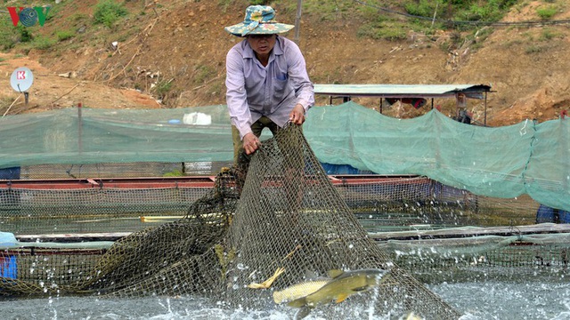 Thoát nghèo từ nuôi cá lồng trên lòng hồ thủy điện Sơn La - Ảnh 2.