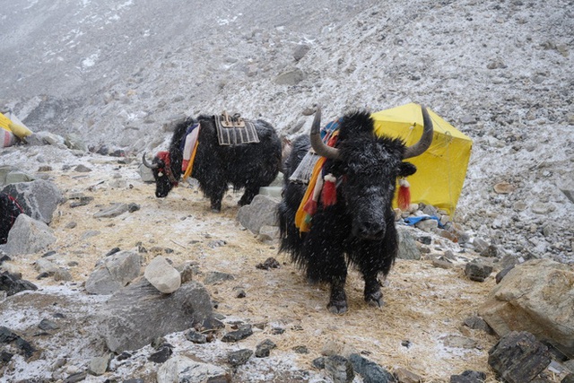 Không phải chó ngao, loài vật này mới là báu vật của Tây Tạng với công dụng toàn năng, bất kỳ bộ phận nào cũng có thể đẻ ra tiền - Ảnh 1.