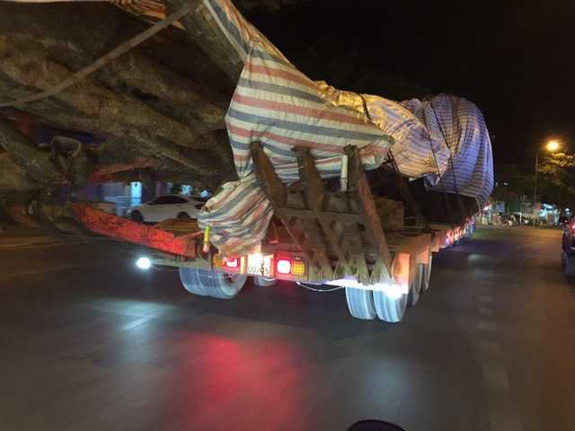  Xôn xao hình ảnh xe chở cây quái thú băng băng chạy trên đường ở Nghệ An - Ảnh 5.