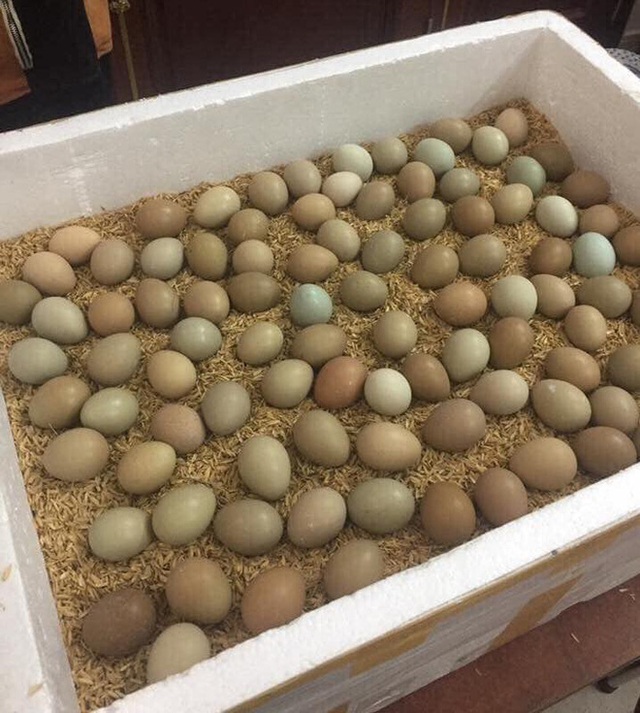 Độc đáo loại trứng xanh đỏ chỉ để tiến vua, nay được rao bán đắt gấp 15 lần trứng gà - Ảnh 4.