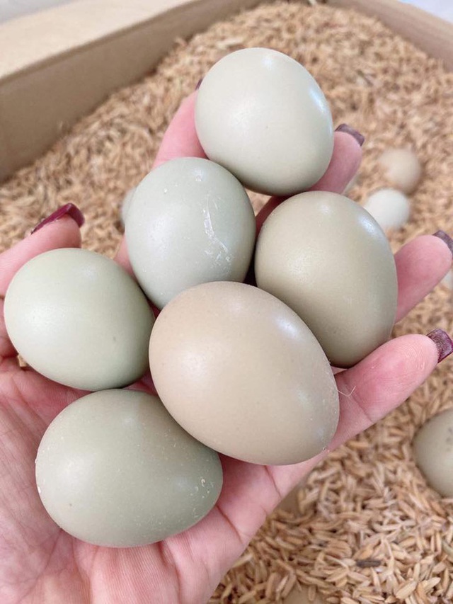 Độc đáo loại trứng xanh đỏ chỉ để tiến vua, nay được rao bán đắt gấp 15 lần trứng gà - Ảnh 5.
