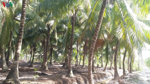 Sau hạn mặn cây dừa giảm năng suất, nhà vườn Bến Tre thất thu - Ảnh 1.