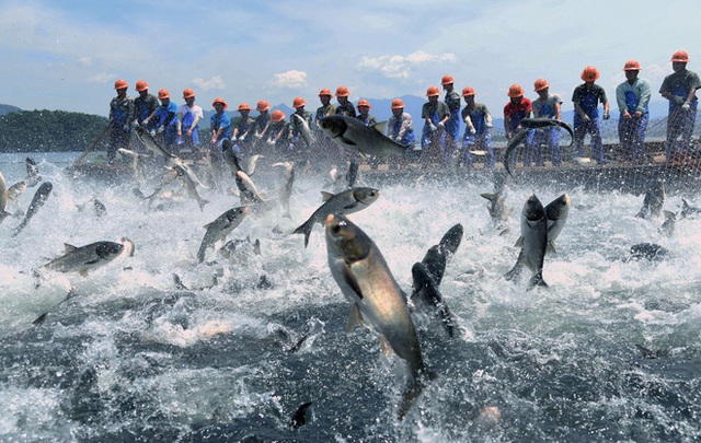 Trung Quốc: Đập thủy điện xả lũ, bội thu 25.000kg cá mè hoa - Ảnh 3.