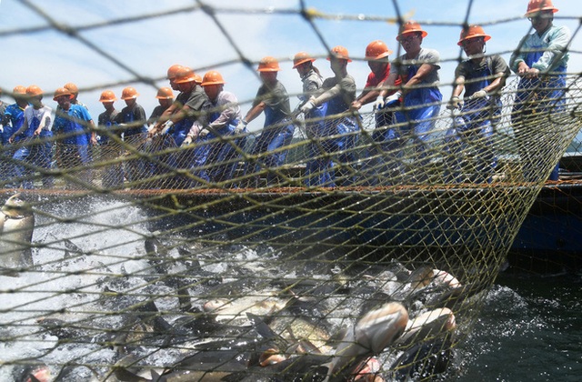 Trung Quốc: Đập thủy điện xả lũ, bội thu 25.000kg cá mè hoa - Ảnh 4.