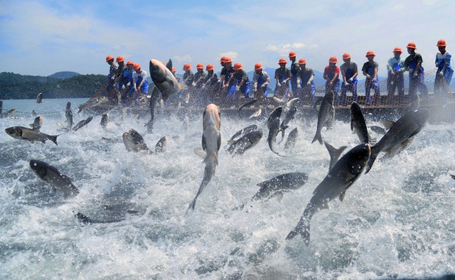 Trung Quốc: Đập thủy điện xả lũ, bội thu 25.000kg cá mè hoa - Ảnh 5.