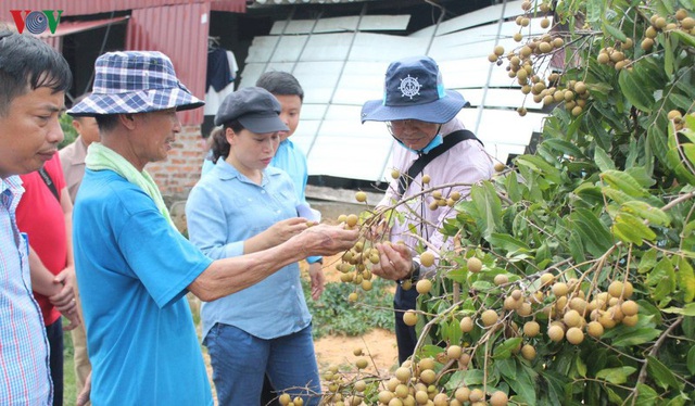 Hải Dương hình thành 4 vùng trồng nhãn xuất khẩu - Ảnh 1.