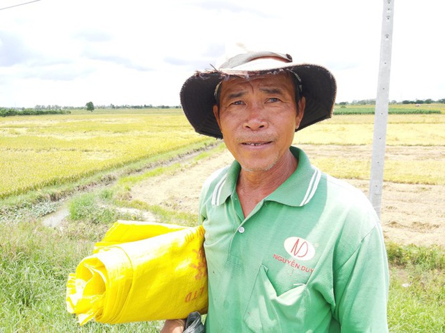 Nông dân héo ruột vì lúa ngã rạp do mưa giông - Ảnh 2.