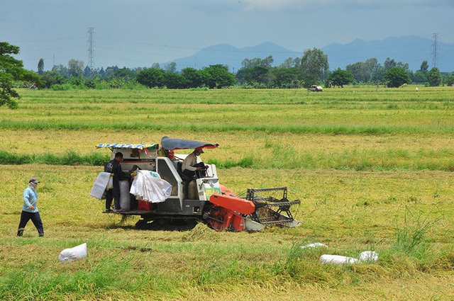 Nông dân héo ruột vì lúa ngã rạp do mưa giông - Ảnh 3.