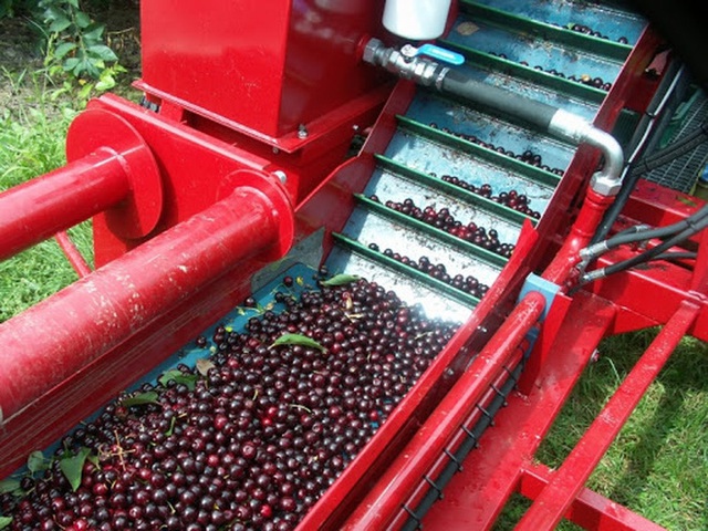 Cảnh nông dân nước ngoài thu hoạch “cơn mưa” cherry trên cây chỉ trong chớp mắt, sang đến Việt Nam được ăn 1 trái cũng khó - Ảnh 3.