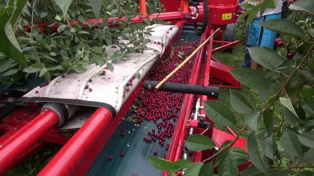 Cảnh nông dân nước ngoài thu hoạch “cơn mưa” cherry trên cây chỉ trong chớp mắt, sang đến Việt Nam được ăn 1 trái cũng khó - Ảnh 6.